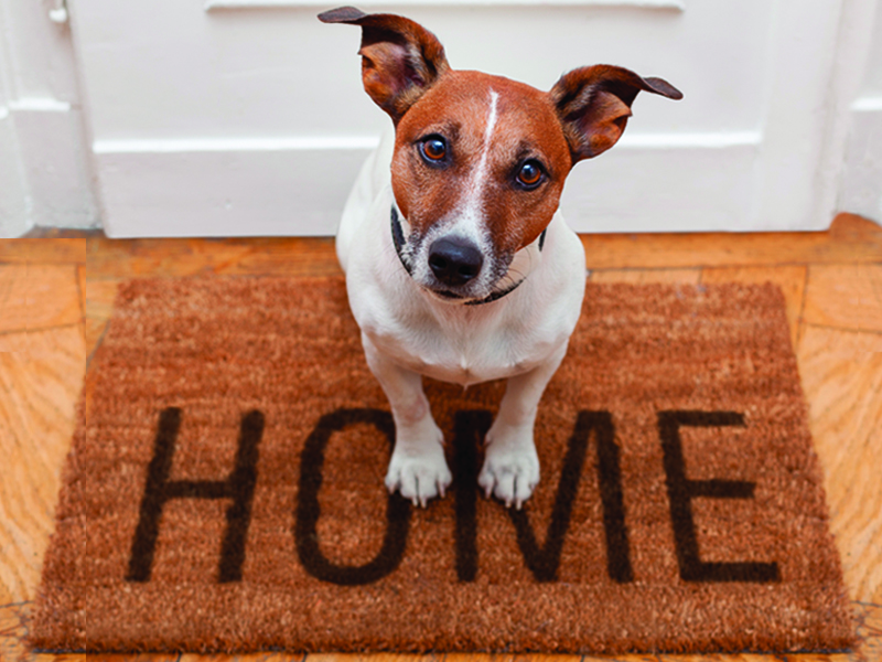 Dog sitting on brown welcome home mat